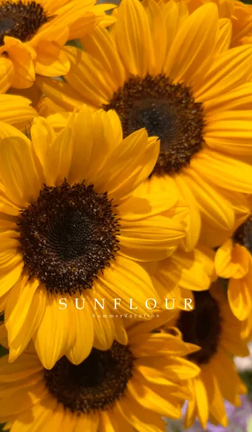 [LINE着せ替え] sunflower...の画像1