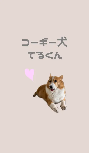 [LINE着せ替え] コーギー犬♡てるくんの画像1