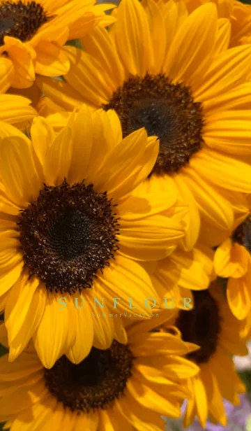 [LINE着せ替え] sunflower...10の画像1