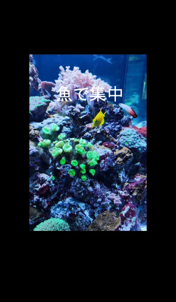 [LINE着せ替え] 魚で集中モードの画像1