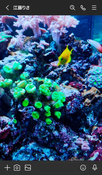 [LINE着せ替え] 魚で集中モードの画像3