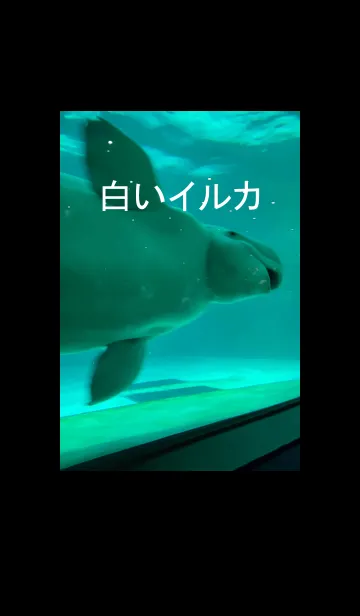 [LINE着せ替え] 白いイルカで集中モードの画像1