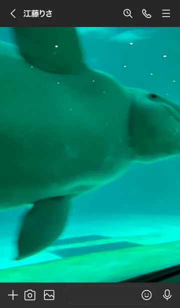 [LINE着せ替え] 白いイルカで集中モードの画像3