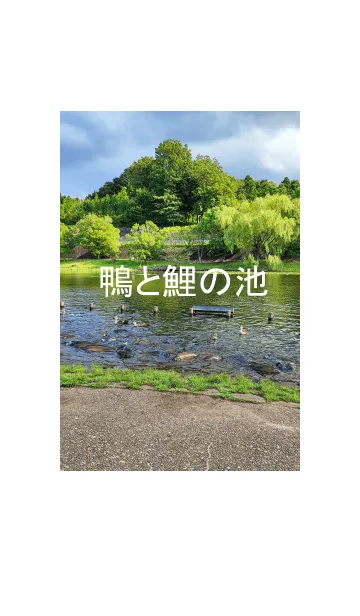 [LINE着せ替え] 鴨と鯉の池の画像1