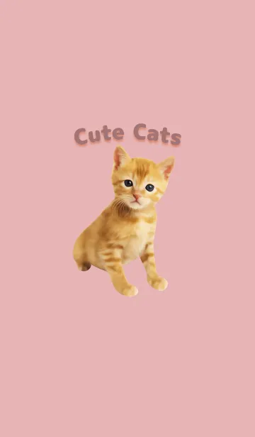 [LINE着せ替え] Cute Cats 可愛いチャトラの子猫【修正版】の画像1