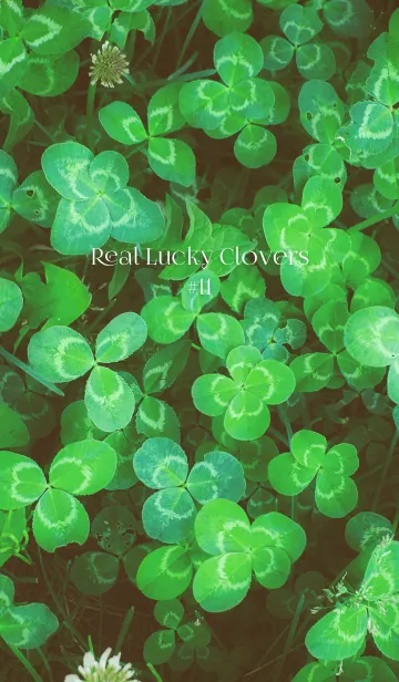 [LINE着せ替え] 本物ラッキークローバーズ #11の画像1