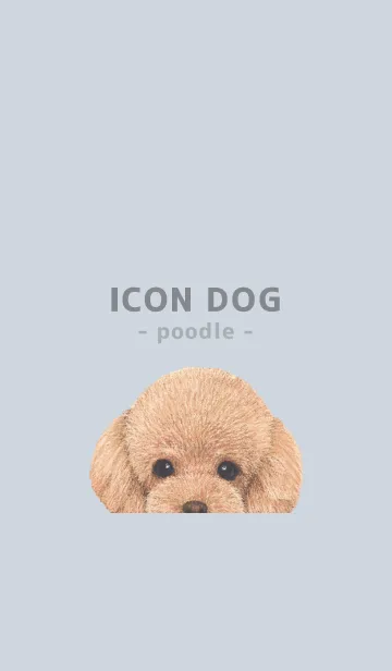 [LINE着せ替え] ICON DOG - トイプードル - PASTEL BL/05の画像1