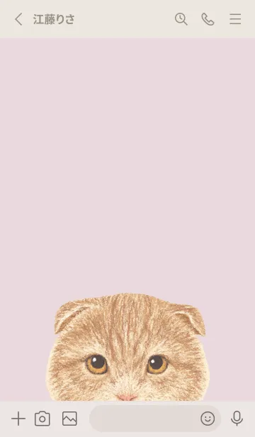 [LINE着せ替え] ICON CAT - スコティッシュ - PK/01[rev.]の画像3