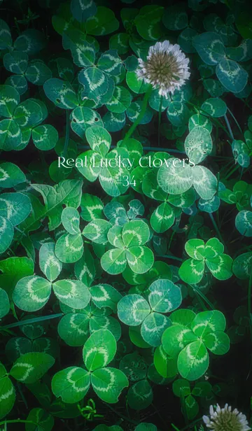 [LINE着せ替え] 本物ラッキークローバーズ #34の画像1