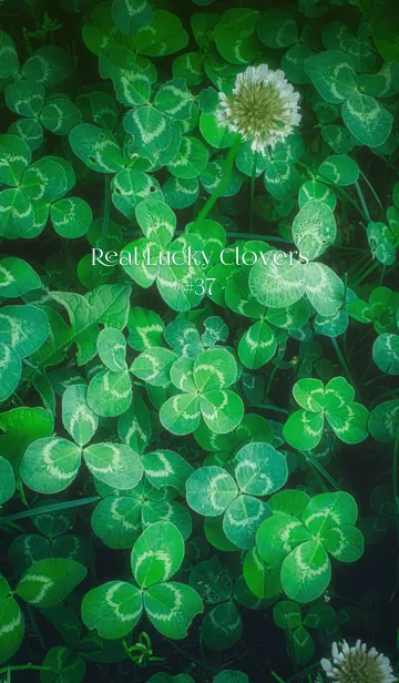 [LINE着せ替え] 本物ラッキークローバーズ #37の画像1