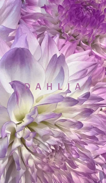 [LINE着せ替え] DAHLIA-Purple Flower 5の画像1