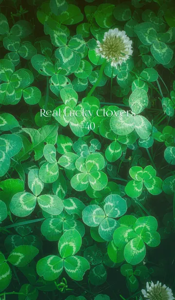 [LINE着せ替え] 本物ラッキークローバーズ #40の画像1