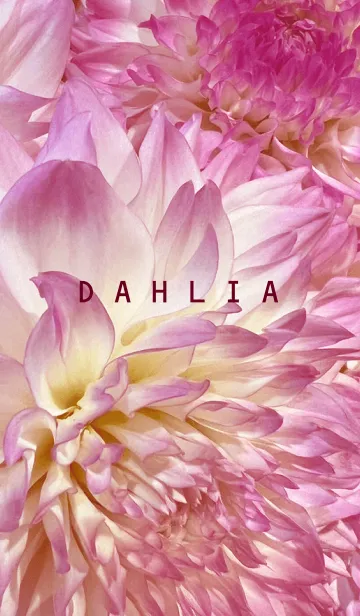 [LINE着せ替え] DAHLIA-Pink Flowerの画像1