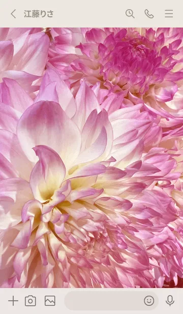 [LINE着せ替え] DAHLIA-Pink Flowerの画像2