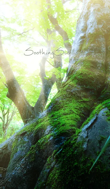 [LINE着せ替え] SoothingSunlightの画像1