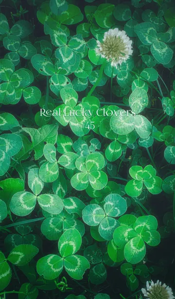 [LINE着せ替え] 本物ラッキークローバーズ #45の画像1