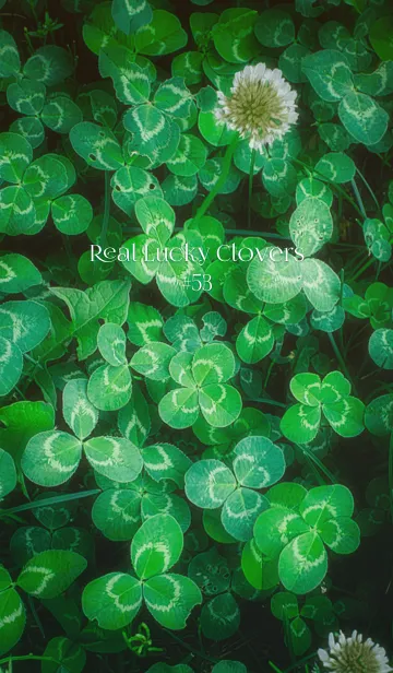 [LINE着せ替え] 本物ラッキークローバーズ #53の画像1