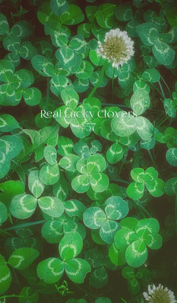 [LINE着せ替え] 本物ラッキークローバーズ #57の画像1