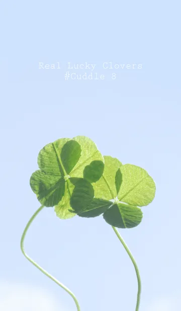 [LINE着せ替え] 本物ラッキークローバーズ #Cuddle 8の画像1