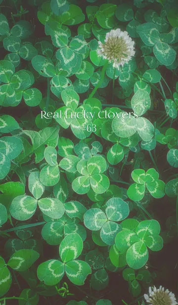 本物ラッキークローバーズ #63の着せ替えメイン画像