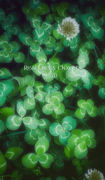 [LINE着せ替え] 本物ラッキークローバーズ #70の画像1