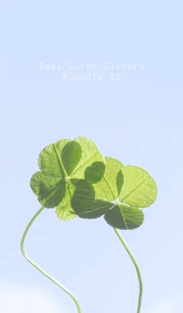 [LINE着せ替え] 本物ラッキークローバーズ #Cuddle 12の画像1