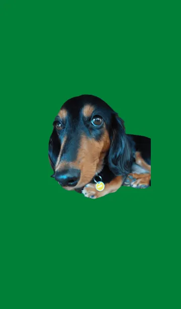 [LINE着せ替え] かわいい犬の着せかえの画像1