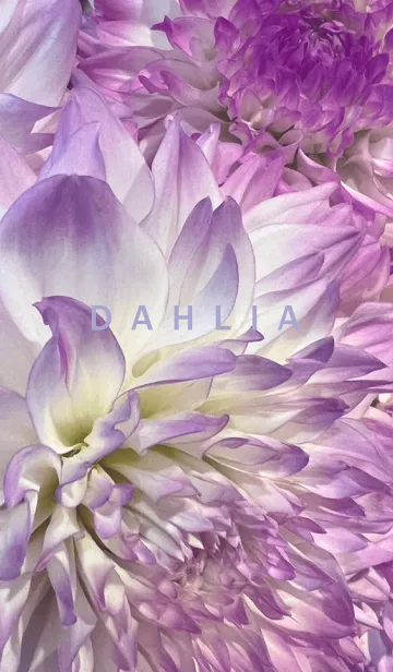[LINE着せ替え] DAHLIA-Purple Flower 17の画像1