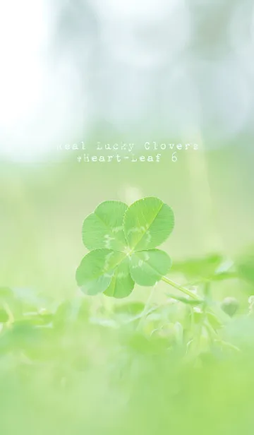 [LINE着せ替え] 本物ラッキークローバーズ #Heart-Leaf 6の画像1