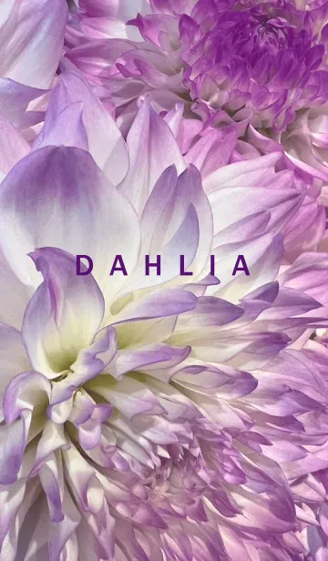 [LINE着せ替え] DAHLIA-Purple Flower 19の画像1