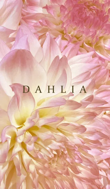 [LINE着せ替え] DAHLIA-Pink Beige Flower 4の画像1