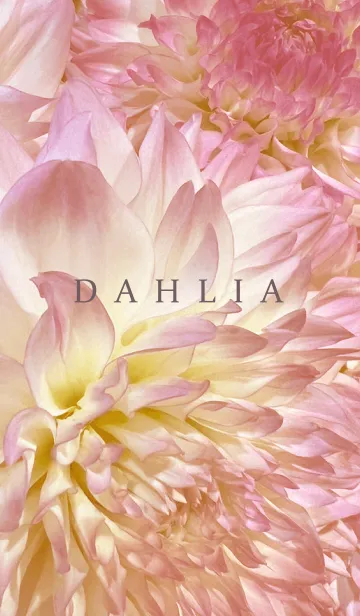 [LINE着せ替え] DAHLIA-Pink Beige Flower 7の画像1