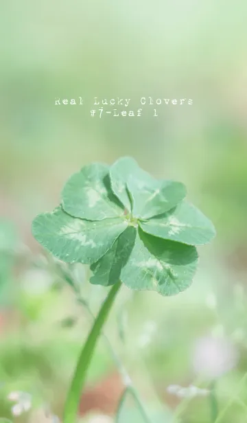 [LINE着せ替え] Real Lucky Clovers #無限の幸福 1の画像1