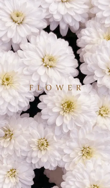 [LINE着せ替え] FLOWER -KIKU-の画像1