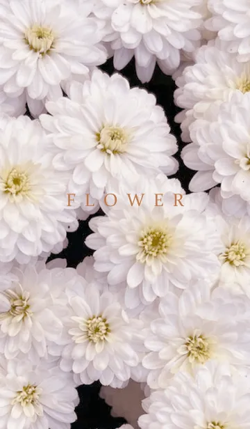 [LINE着せ替え] FLOWER -KIKU- 2の画像1