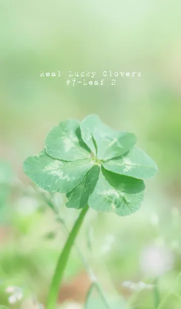 [LINE着せ替え] Real Lucky Clovers #無限の幸福 2の画像1