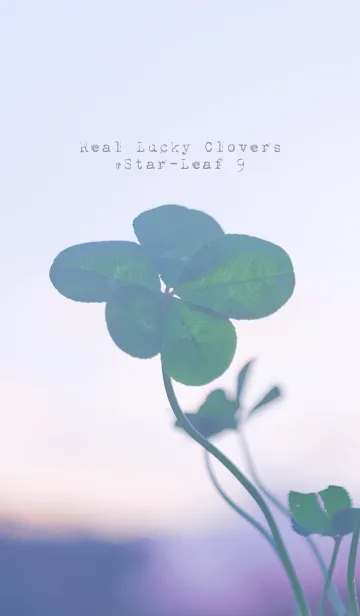 [LINE着せ替え] 本物ラッキークローバーズ #Star-Leaf 9の画像1