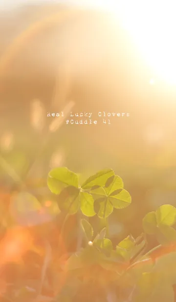 本物ラッキークローバーズ #Cuddle 41の着せ替えメイン画像