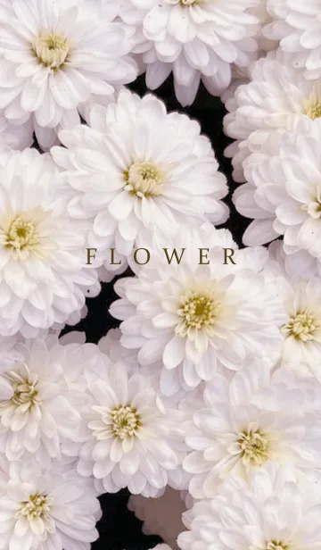 [LINE着せ替え] FLOWER -KIKU- 7の画像1