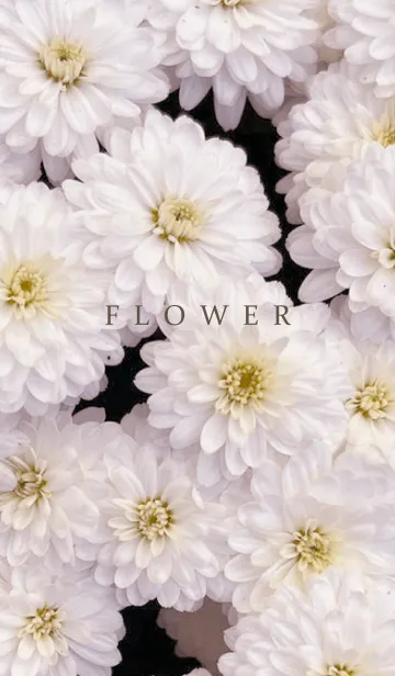 [LINE着せ替え] FLOWER -KIKU- 9の画像1