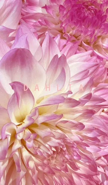 [LINE着せ替え] DAHLIA-Pink Flower 24の画像1