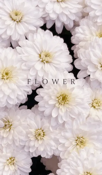 [LINE着せ替え] FLOWER -KIKU- 11の画像1