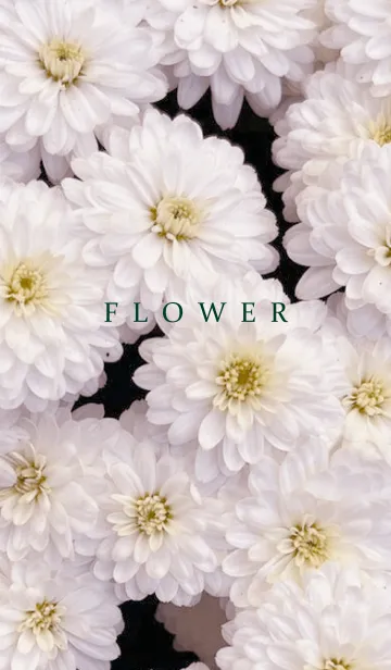 [LINE着せ替え] FLOWER -KIKU- 13の画像1