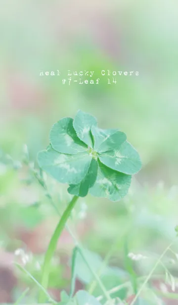 [LINE着せ替え] 無限の幸福 七つ葉のクローバー #14の画像1
