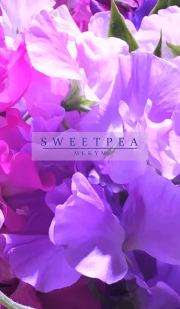 [LINE着せ替え] SWEET PEA-PURPLE 2の画像1