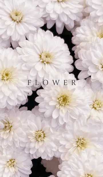 [LINE着せ替え] FLOWER -KIKU- 17の画像1