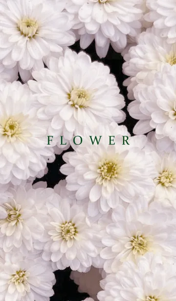 [LINE着せ替え] FLOWER -KIKU- 19の画像1