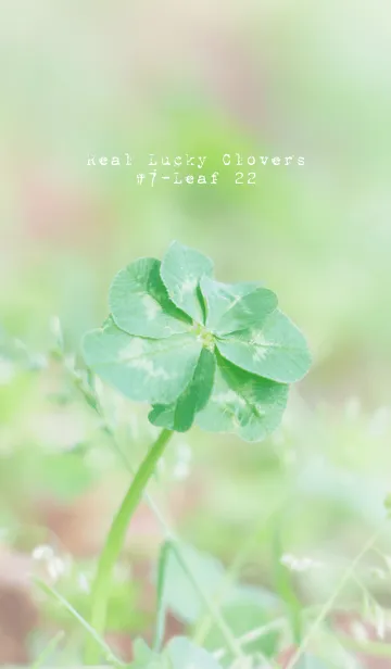 [LINE着せ替え] 無限の幸福 七つ葉のクローバー #22の画像1