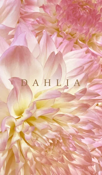 [LINE着せ替え] DAHLIA-Pink Beige Flower 18の画像1