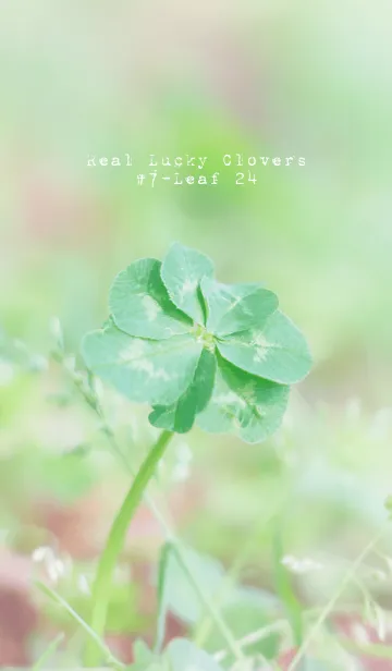 [LINE着せ替え] 無限の幸福 七つ葉のクローバー #24の画像1